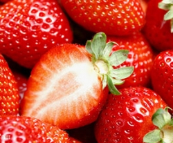 紅顏草莓采摘